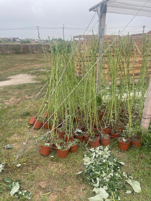 Green Cane — ACSS Plant Growers