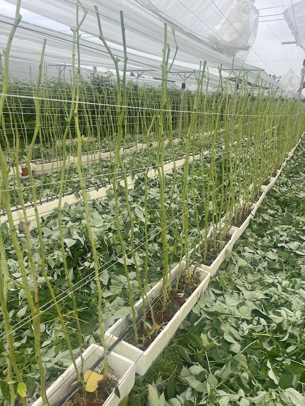 Green Cane — ACSS Plant Growers