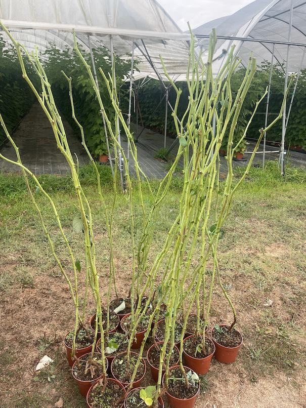 Green Cane — ACSS Plant Growers