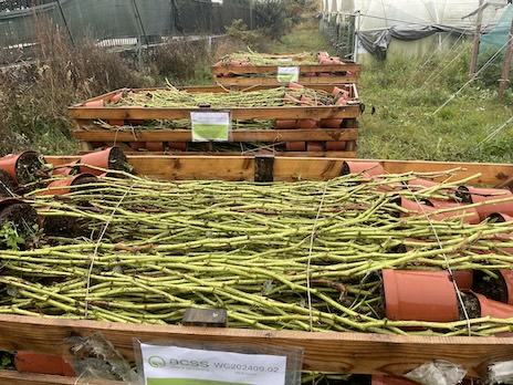 Green Cane — ACSS Plant Growers