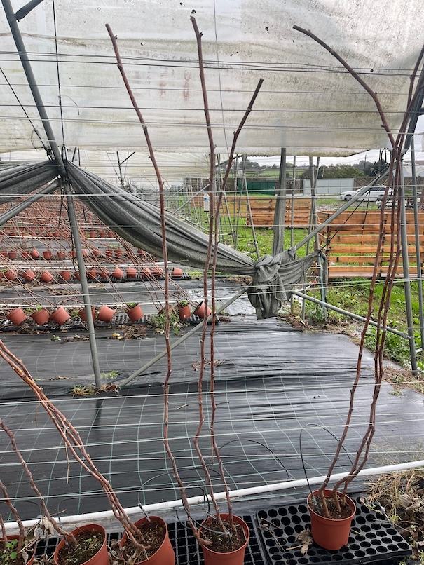 Long Cane — ACSS Plant Growers