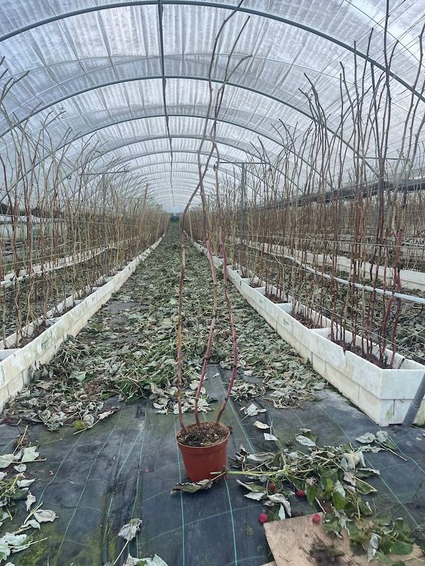 Long Cane — ACSS Plant Growers