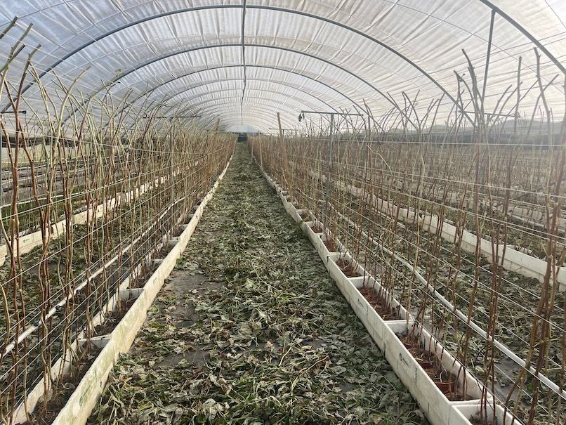 Long Cane — ACSS Plant Growers
