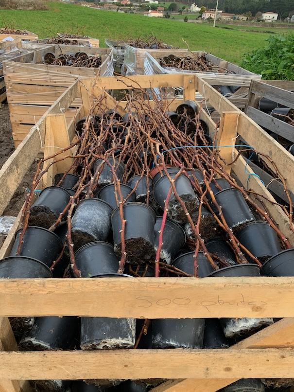 Packing — ACSS Plant Growers
