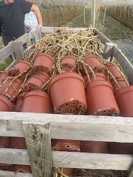 Packing — ACSS Plant Growers