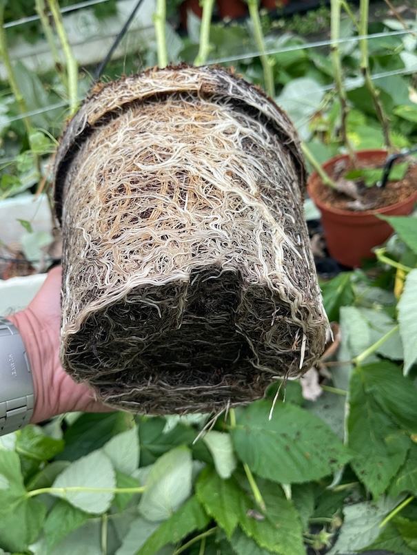 Roots — ACSS Plant Growers