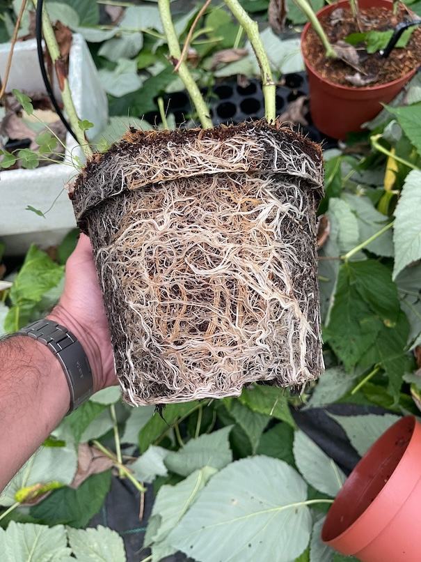 Roots — ACSS Plant Growers