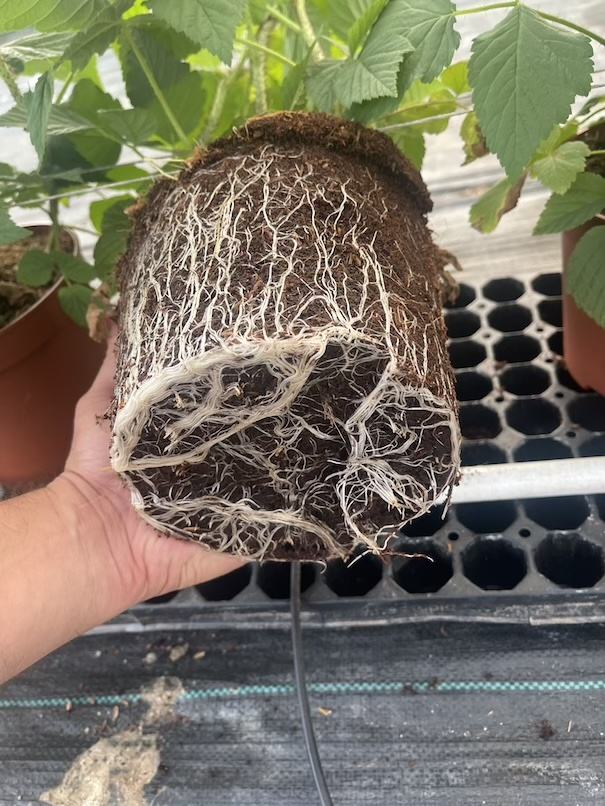 Roots — ACSS Plant Growers